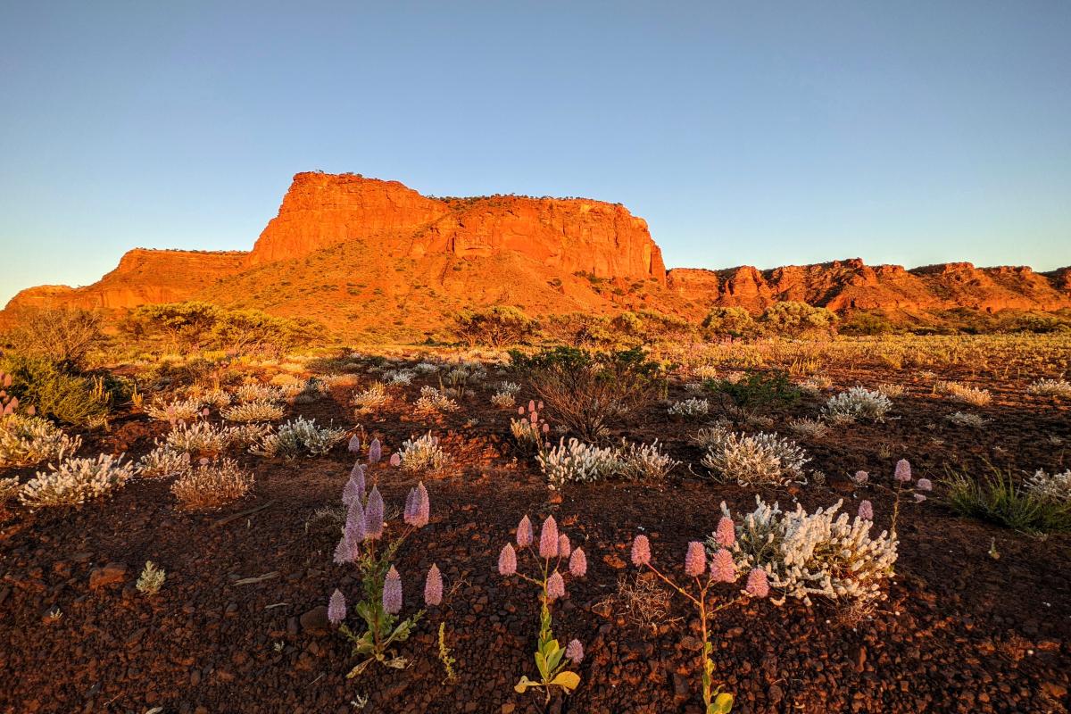 Early morning light illuminating the escarpment of Kennedy Range