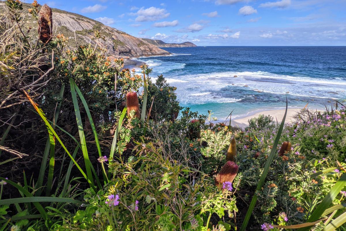 Wildflowers and ocean view at Salmon Holes