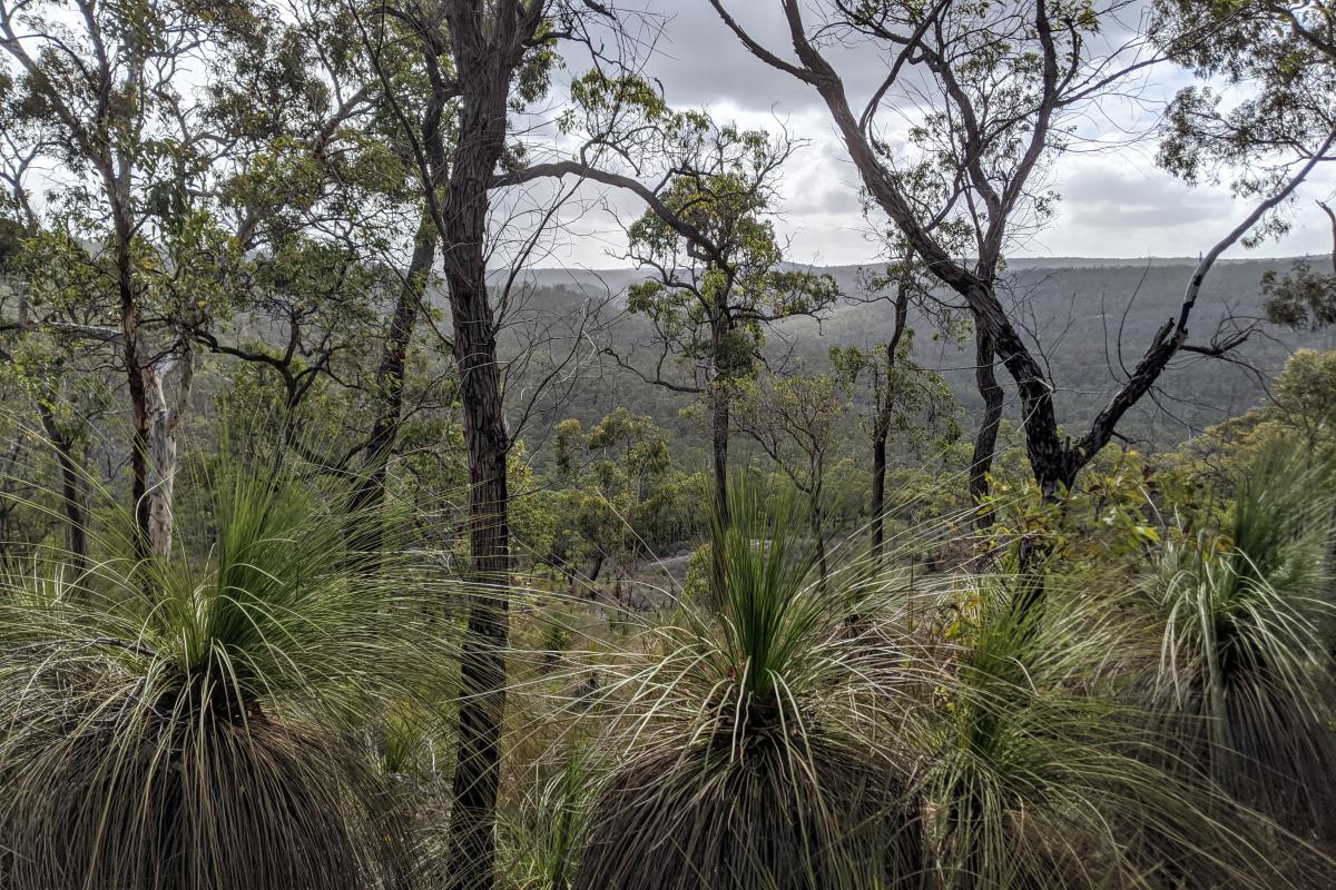 Grass trees and view of Helena Valley from near South Ledge