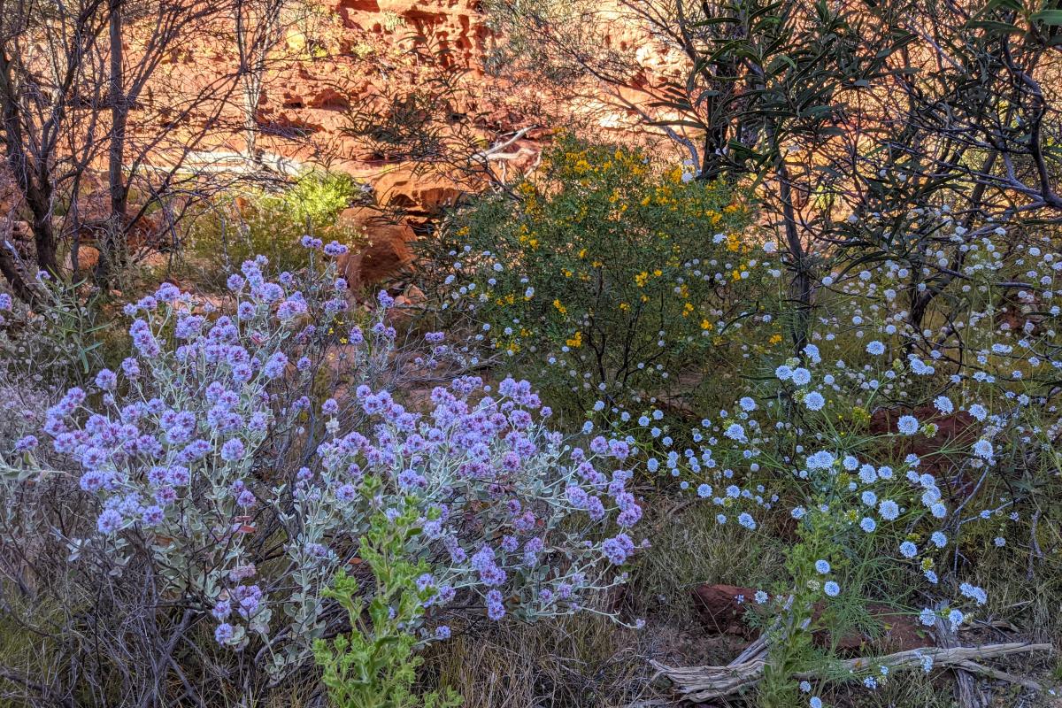 purple, white and golden yellow wildflowers in Temple Gorge