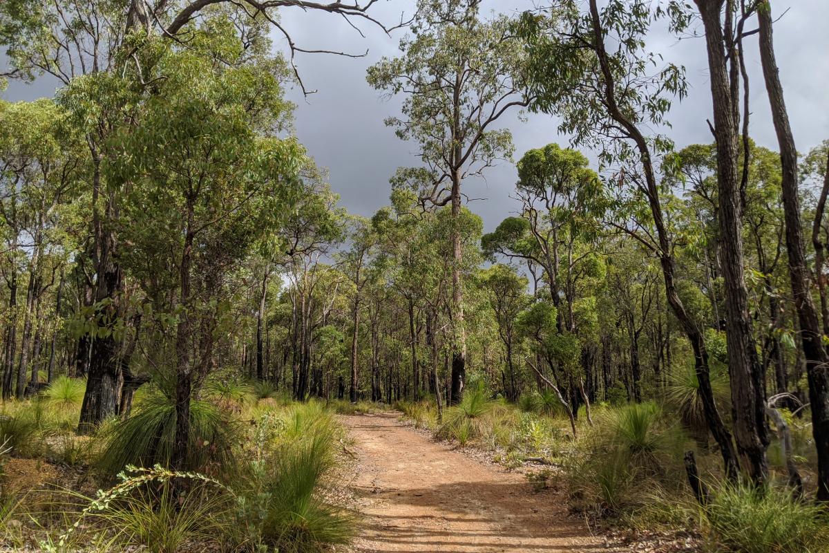 One of the tracks at The Dell in Beelu National Park One of the tracks at The Dell in Beelu National Park