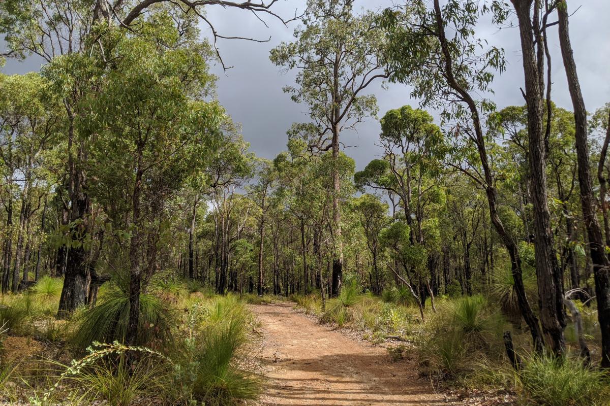 One of the tracks at The Dell in Beelu National Park