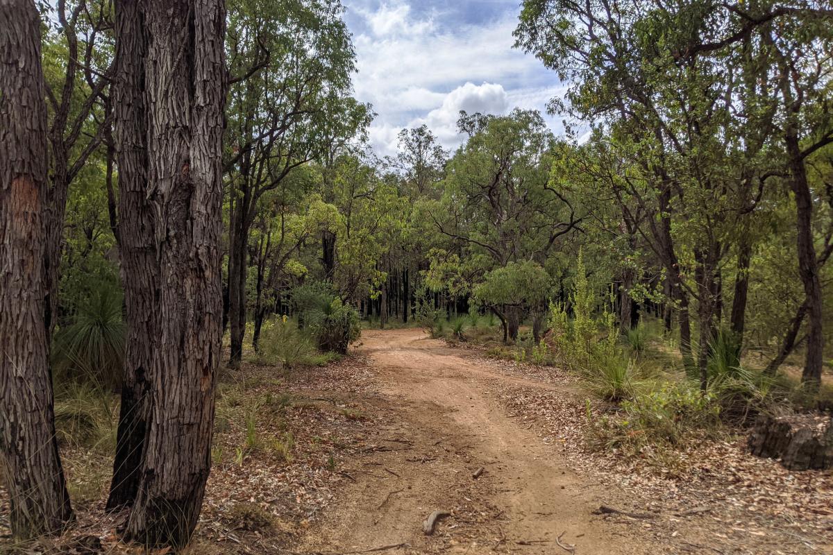 Convergence of tracks and trails at The Dell