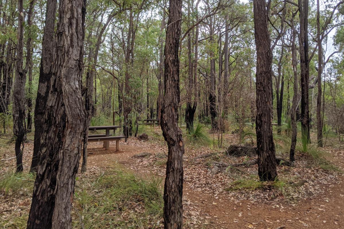 The Dell picnic area The Dell picnic area