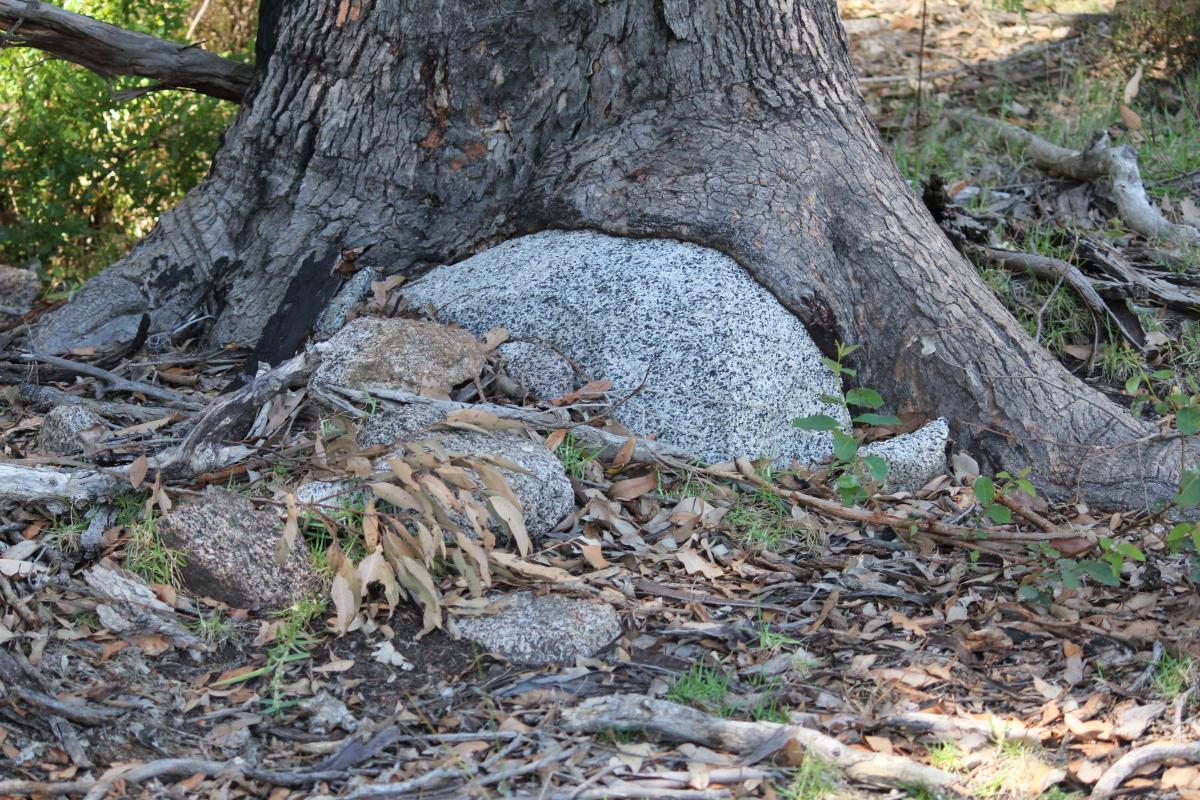 Walitj meil walk trail a tree growing around a rock