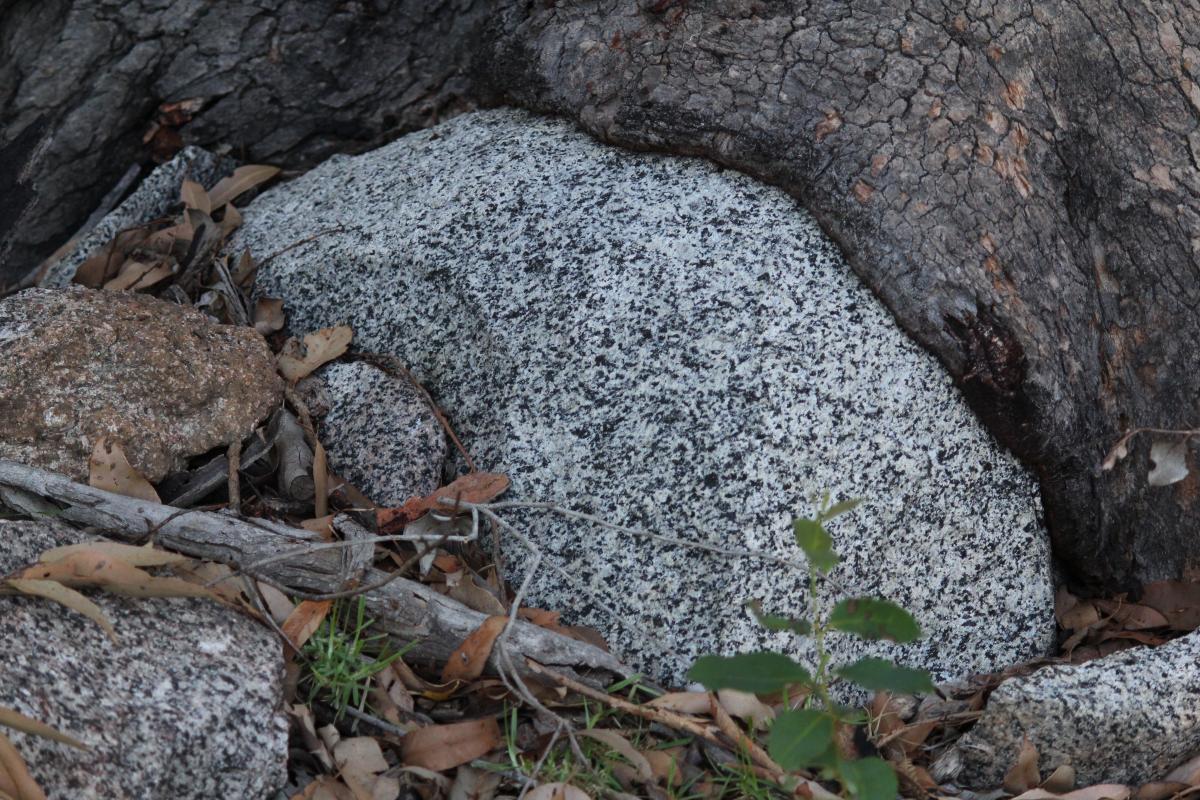 a tree growing over a rock