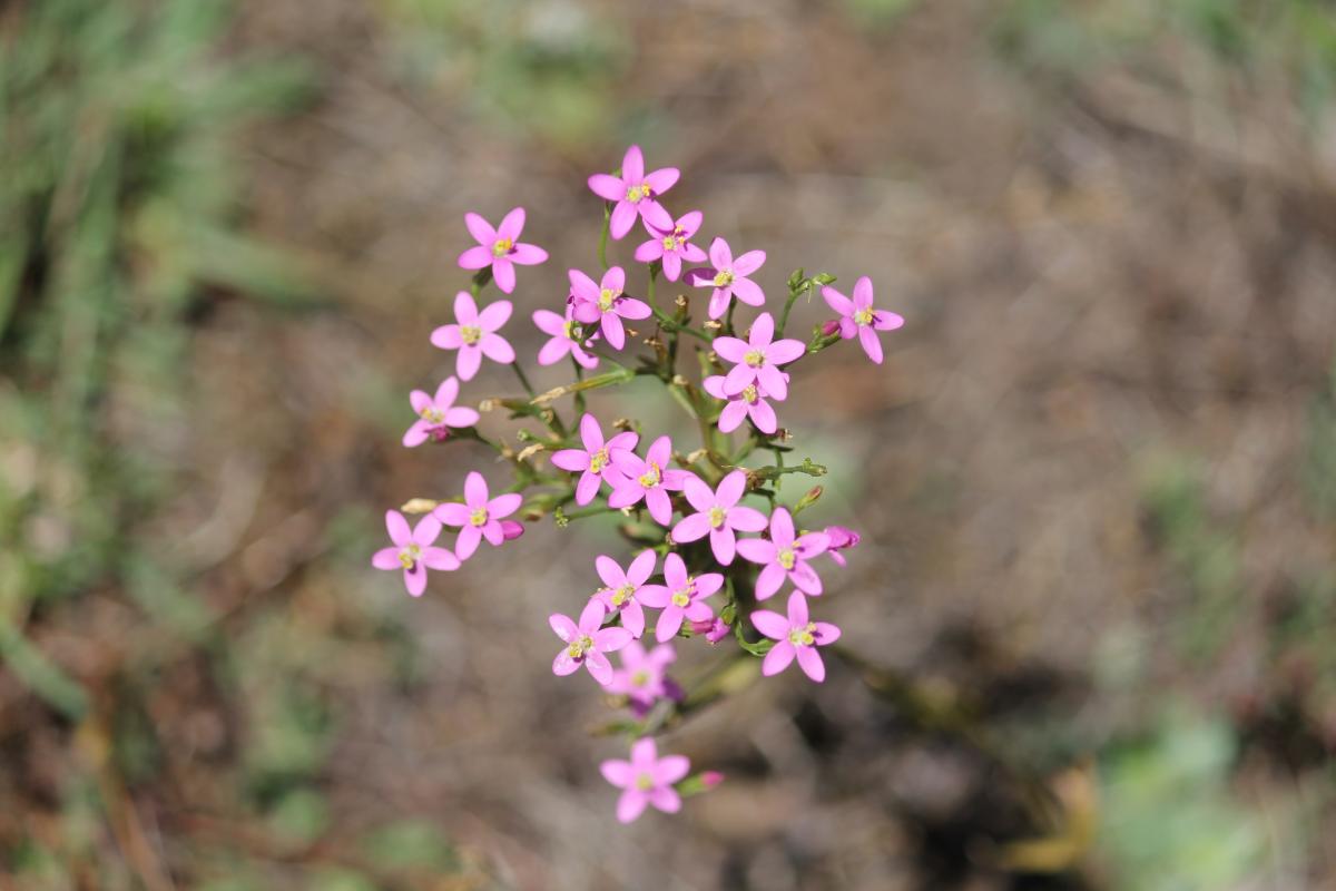 pink wildflowers on a walk trail