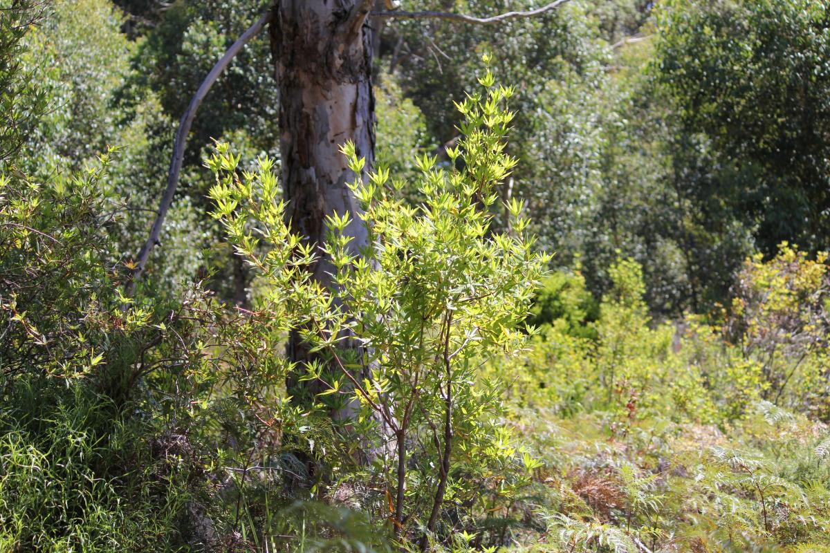 Walitj meil walk trail understory of the forest