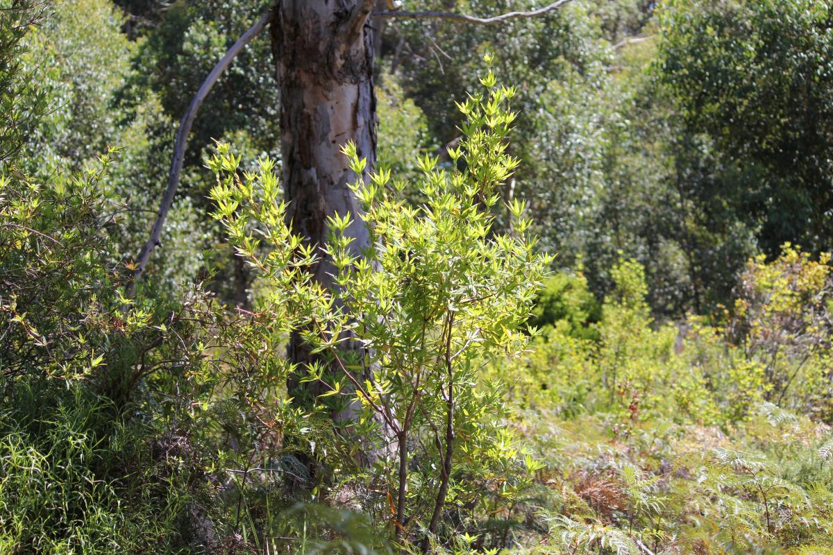 understory of the forest