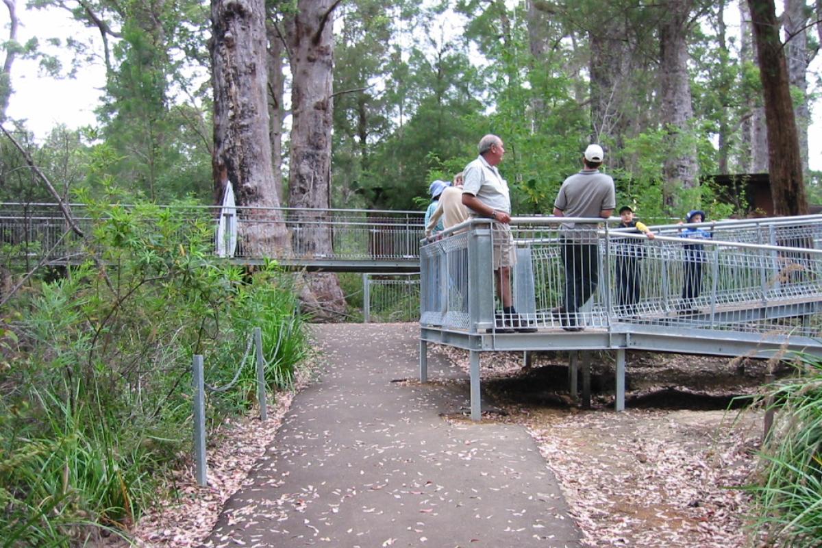 People looking up at the trees from purpose built accessible boardwalk