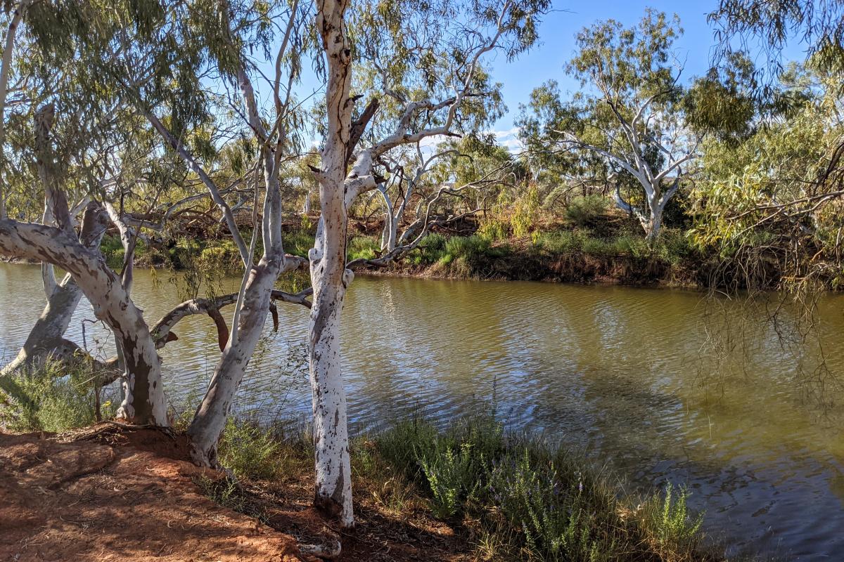 Goolinee - Cattle Pool Cattle Pool