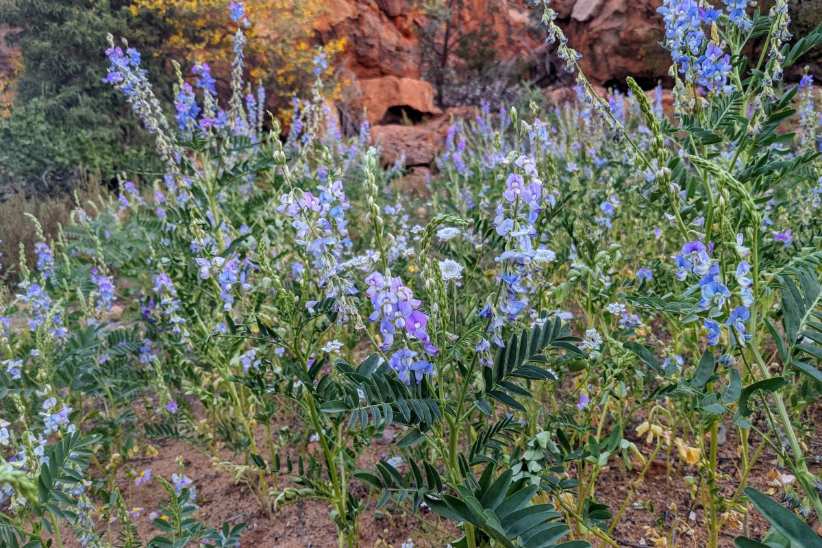 Wildflowers at Edneys - Ooramboo Purple wildflowers at Edneys - Ooramboo