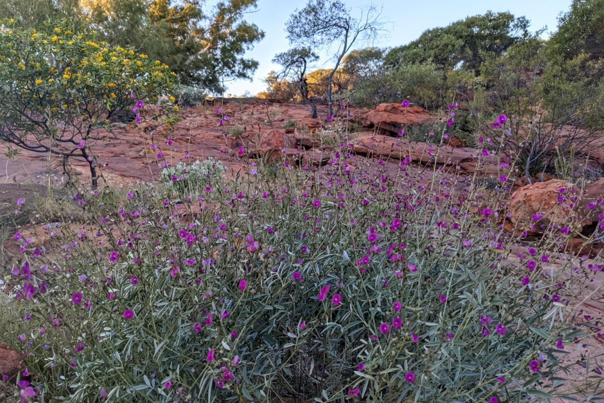Edneys - Ooramboo wildflowers at Edneys - Ooramboo