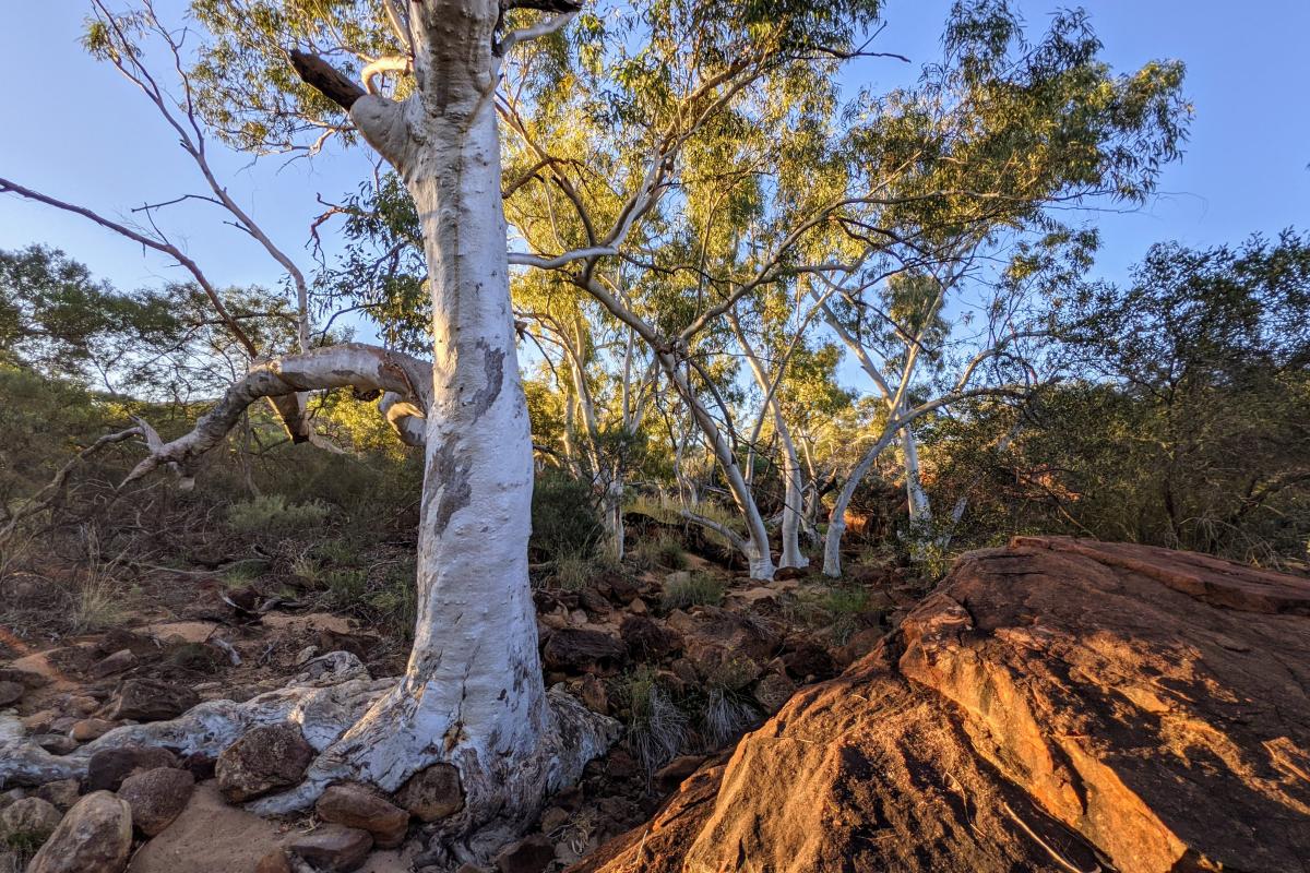 Edneys - Ooramboo tree roots incorporating rocks at Edneys - Ooramboo