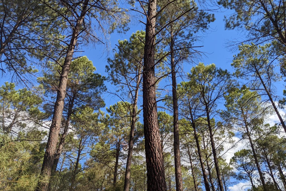 Pine trees at Farrell Grove picnic area