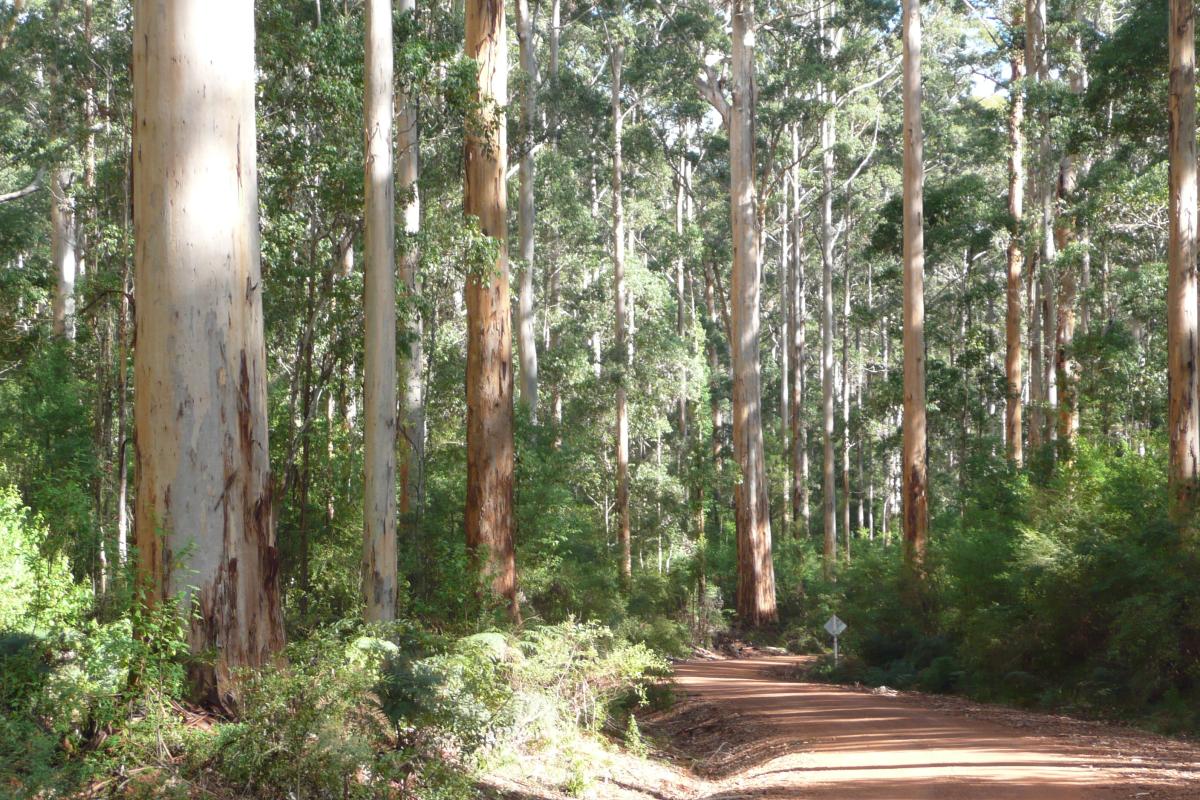 karri-forest-explorer-bron-anderson2