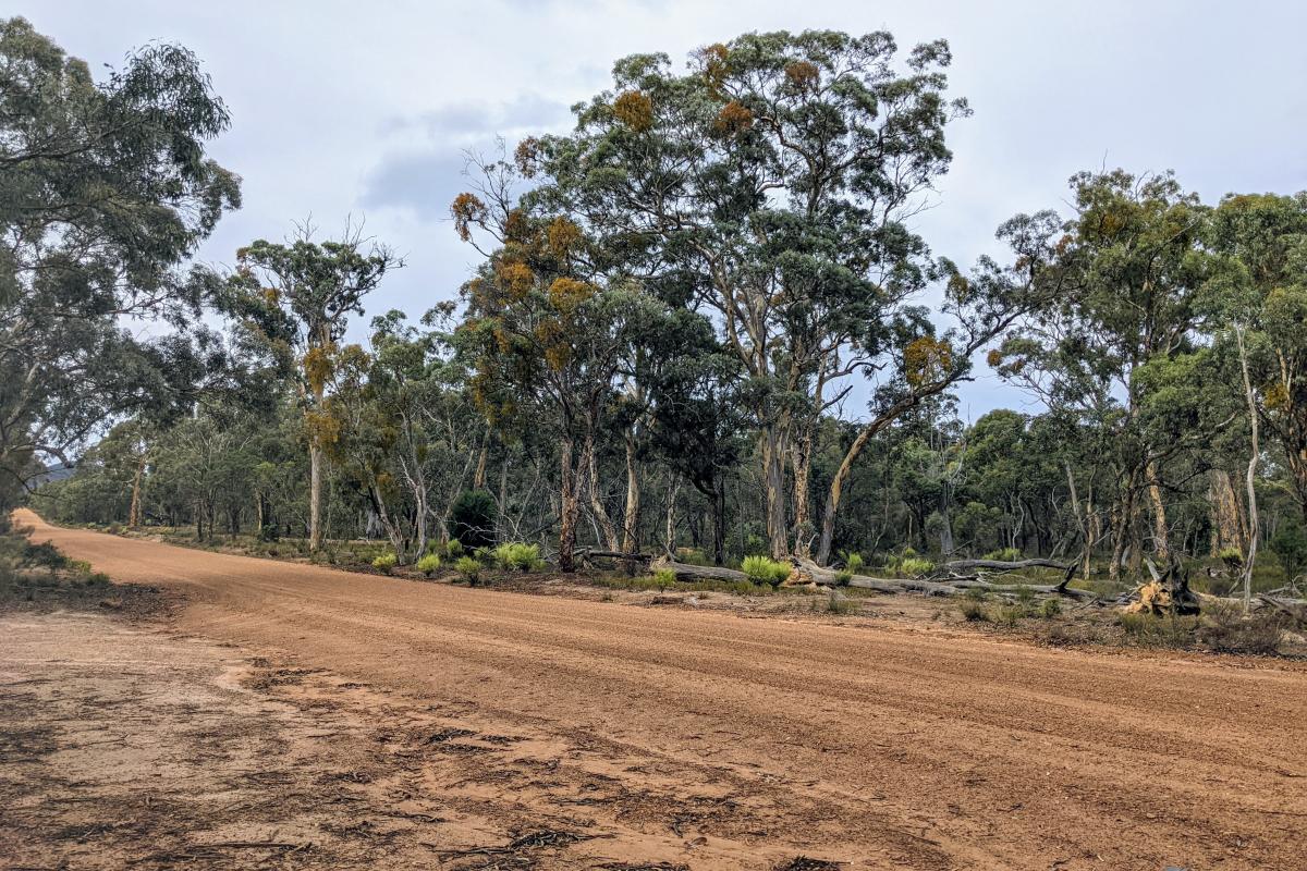 Stirling Range Drive past White Gum Flat Stirling Range Drive past White Gum Flat