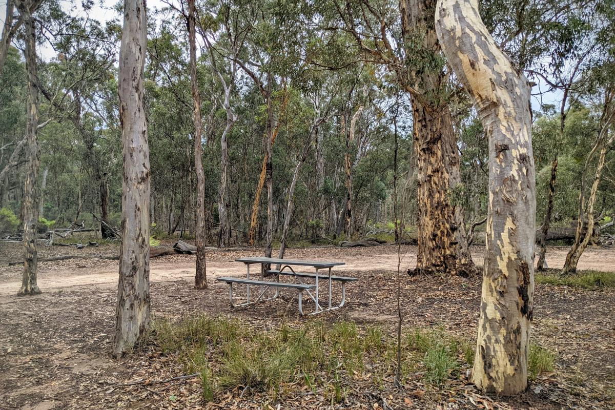 Picnic bench surrounded by wandoo trees Picnic bench surrounded by wandoo trees