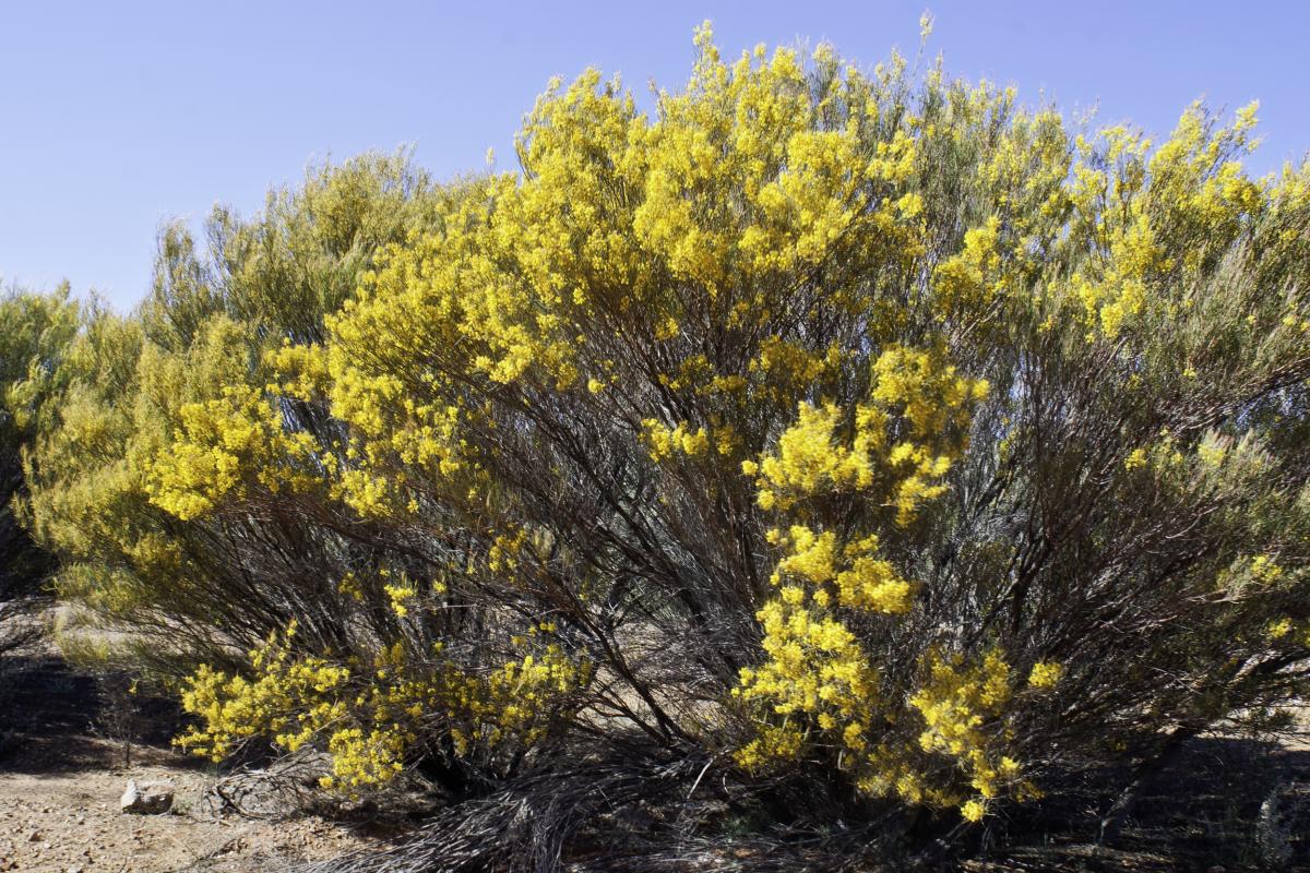 flowering acacia