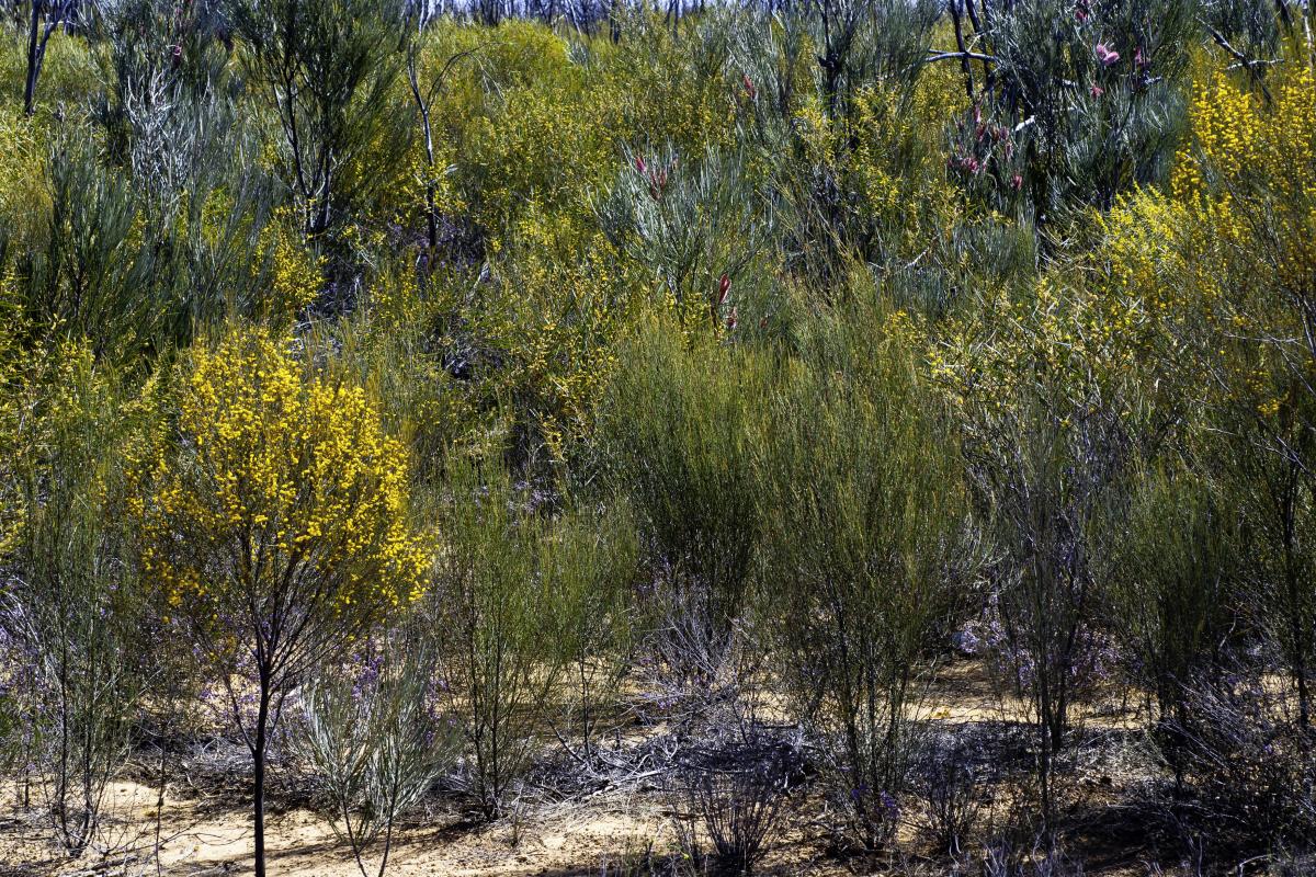 Acacia with yellow flowers