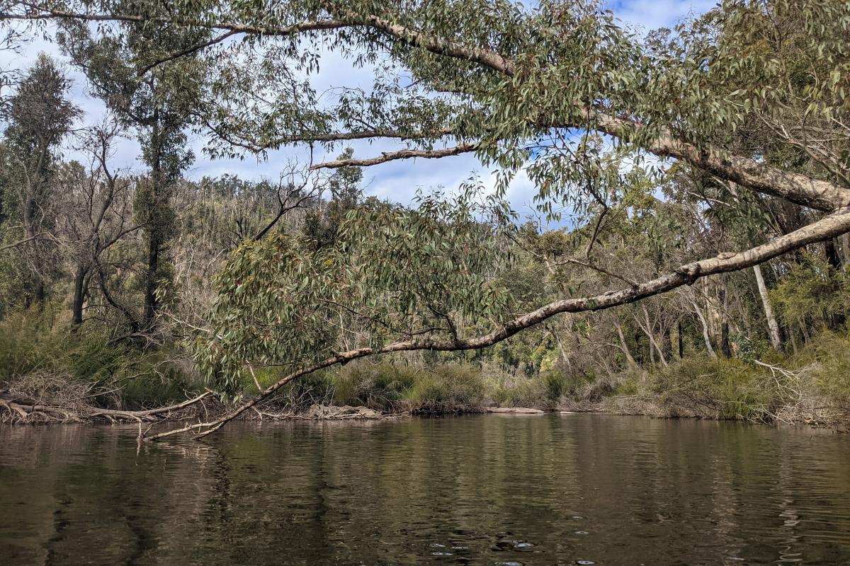 Collie River near Big Rock Collie River near Big Rock