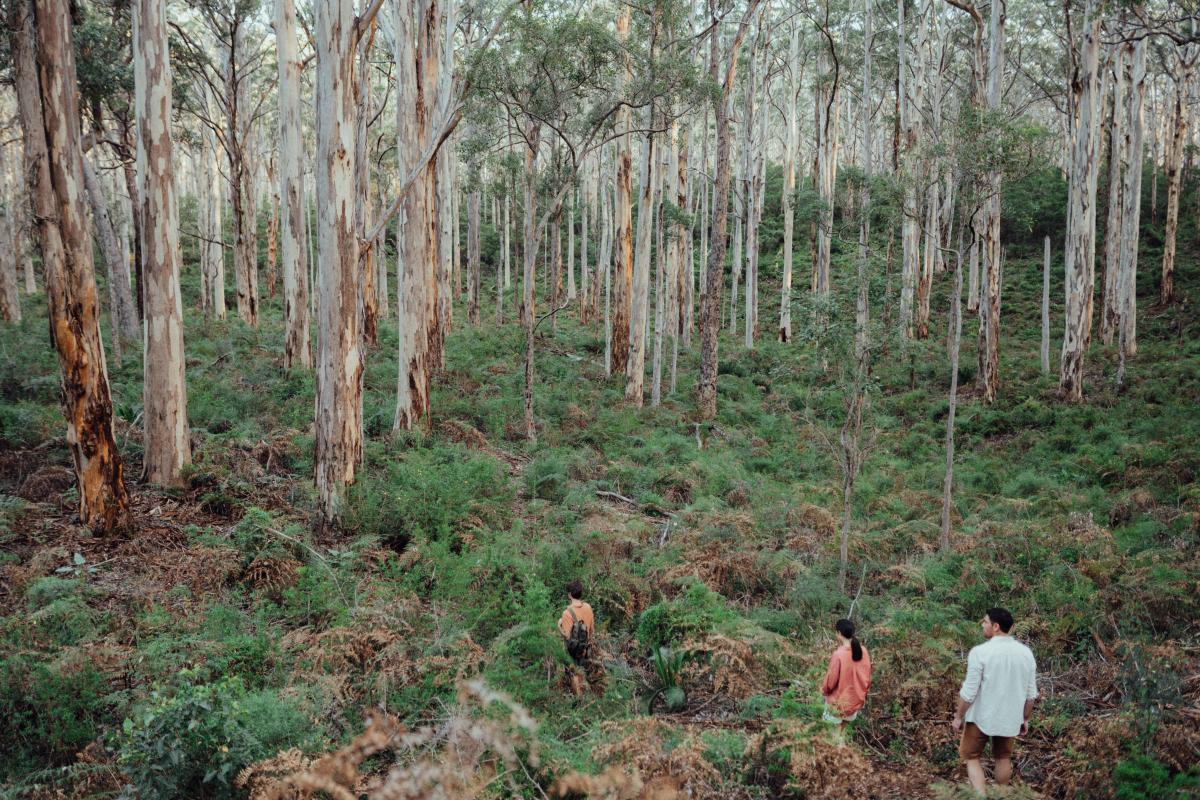 boranup-forest-leeuwin-naturaliste-national-park-tourism-wa
