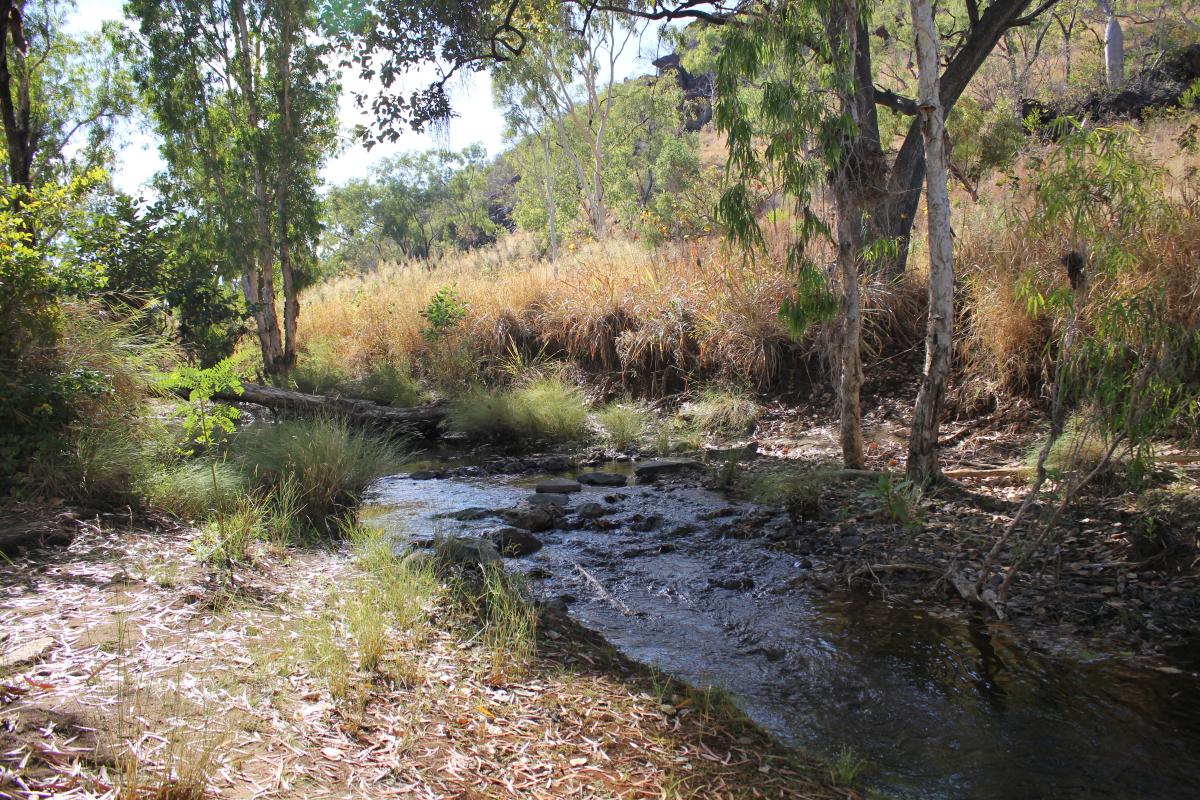 tree lined banks and rocky bar on this tranquil stream