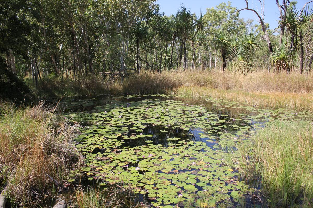 Water pool with water lillies purple flowers of waterlillies on a water pool