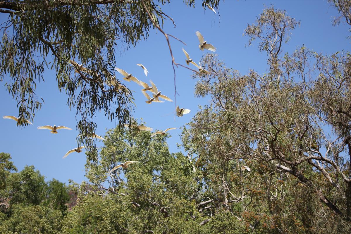 birds in flight over the tree canopy