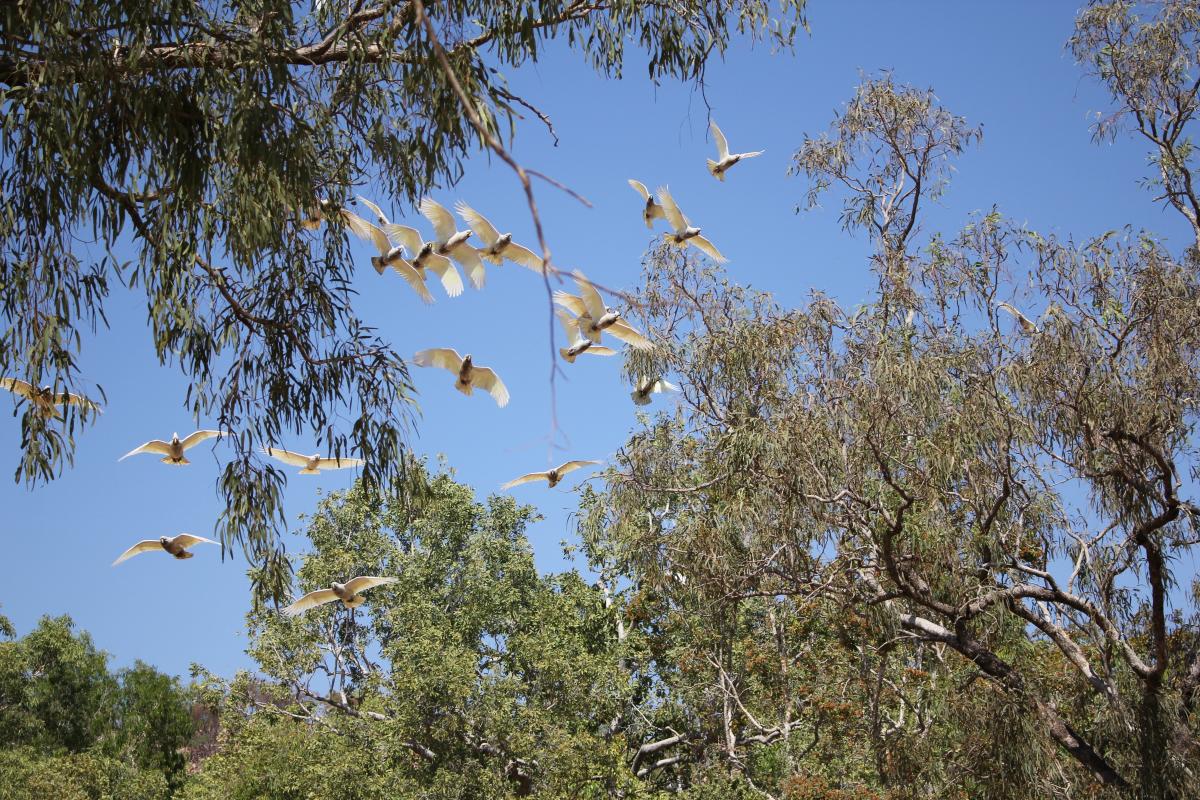 Birds in flight over the campground birds in flight