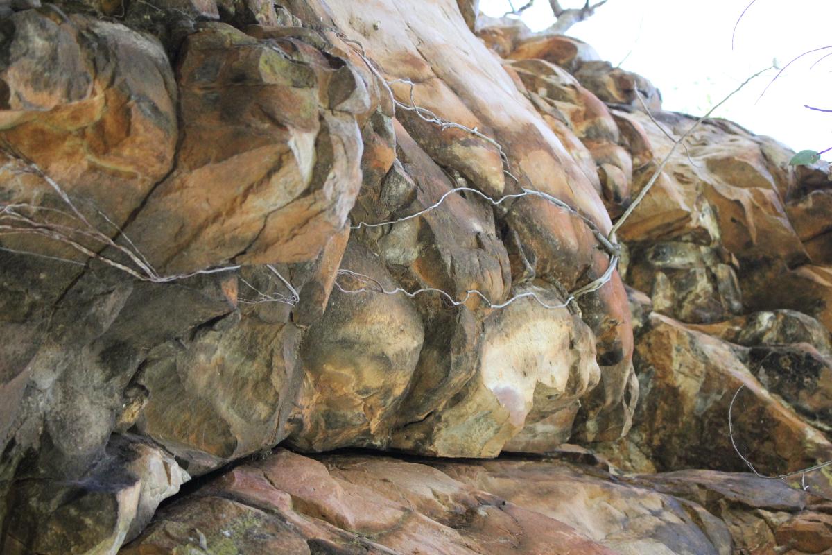 tree roots follow the cracks in this rocky outcrop