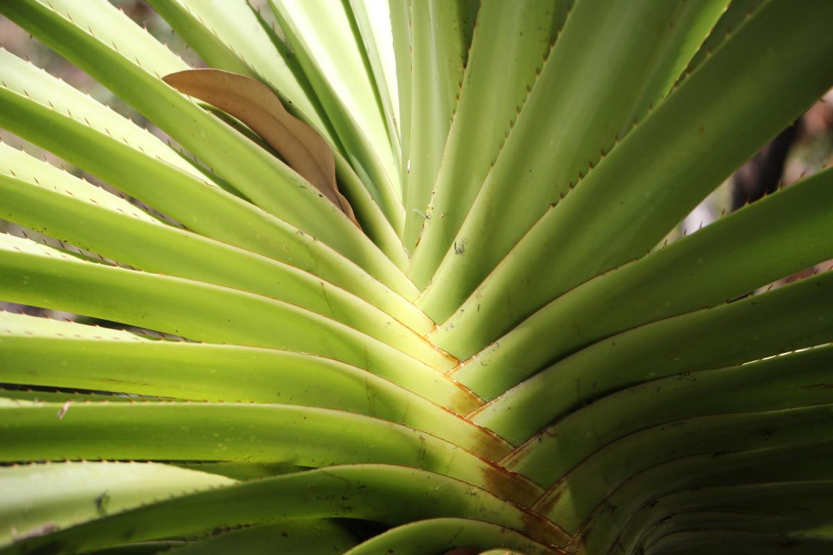 Pandanus spiralis 