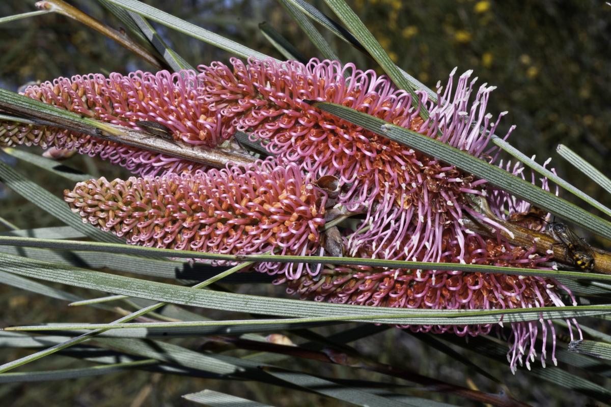 Emu tree with pink elongated blooms