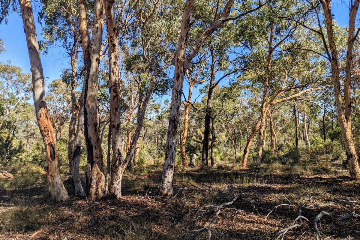 Lol Gray bushland Lol Gray bushland