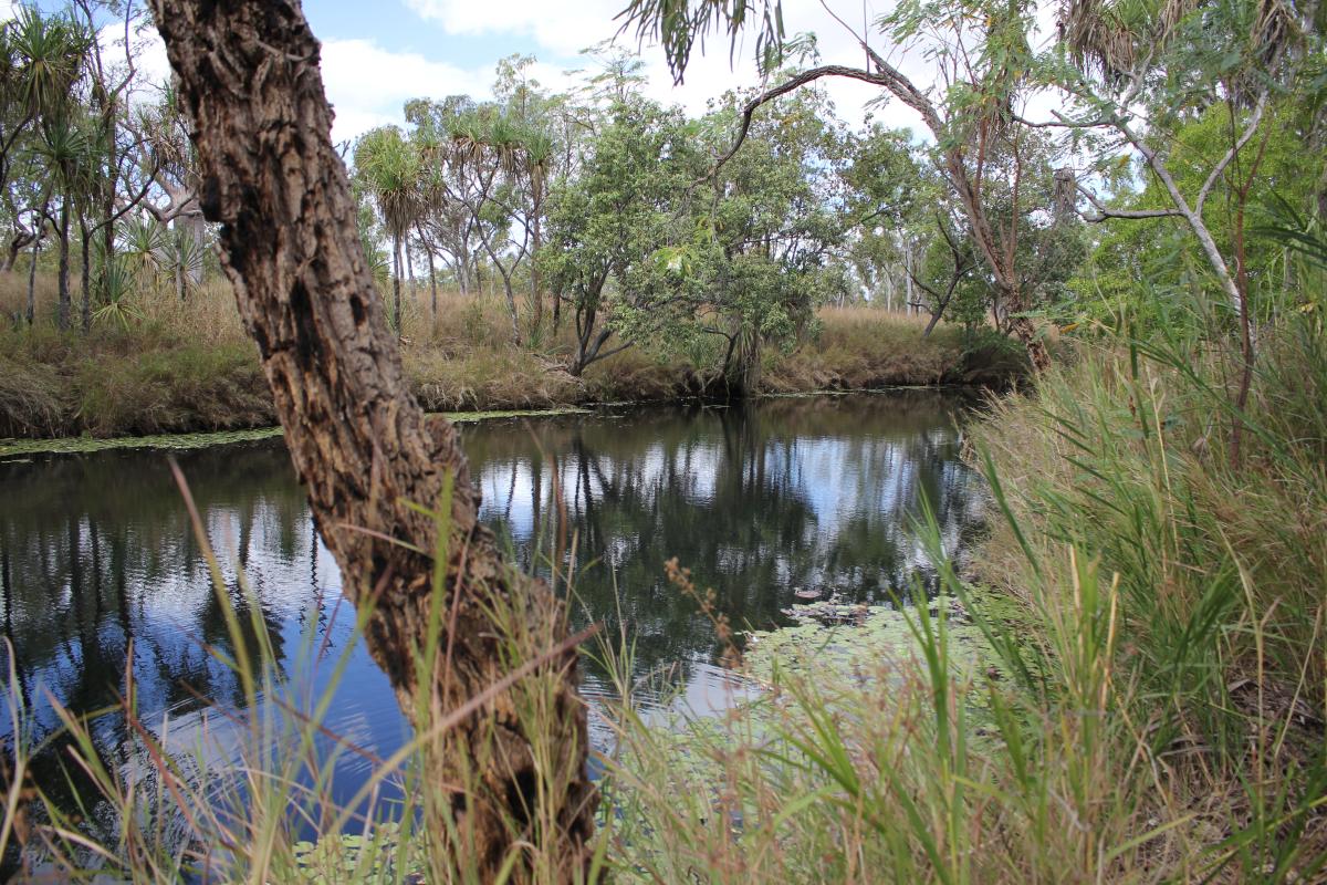 Mayal mindi waterhole lined with vegetation