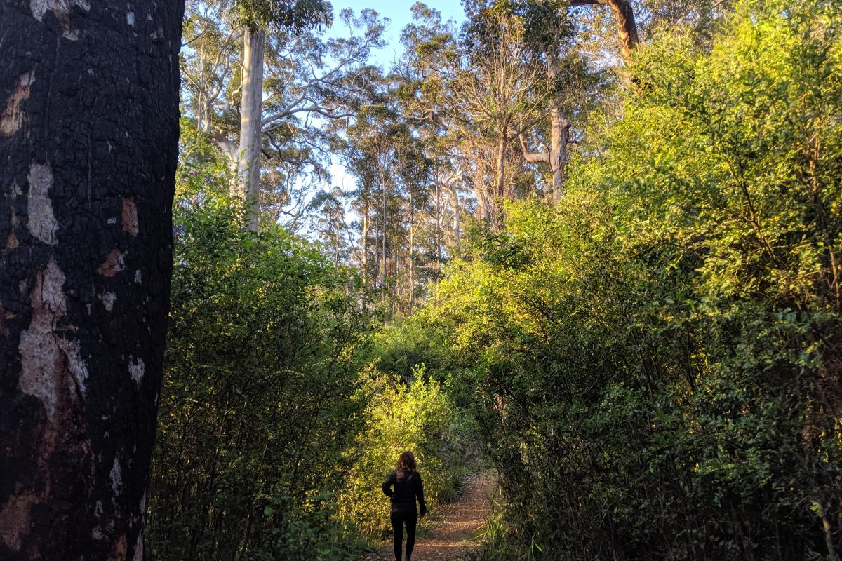 Mount Chudalup walk trail through the karri forest