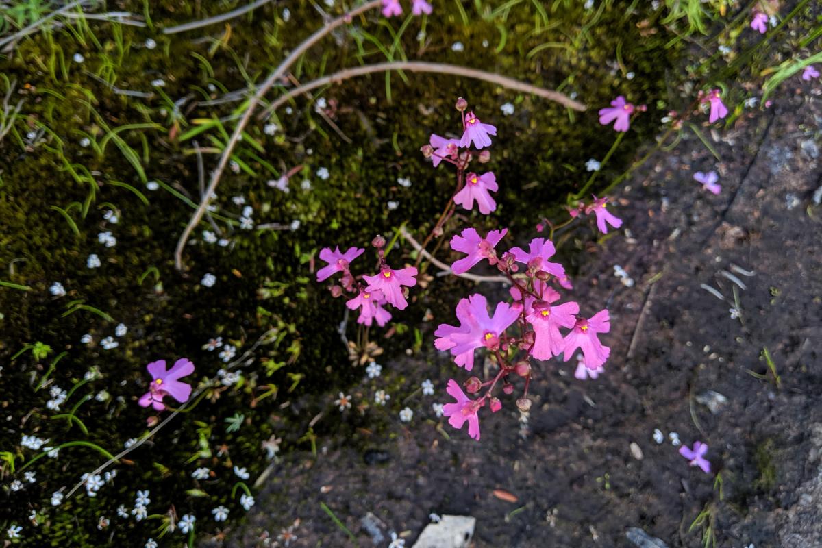 Pink Pettycoats growing in the moss