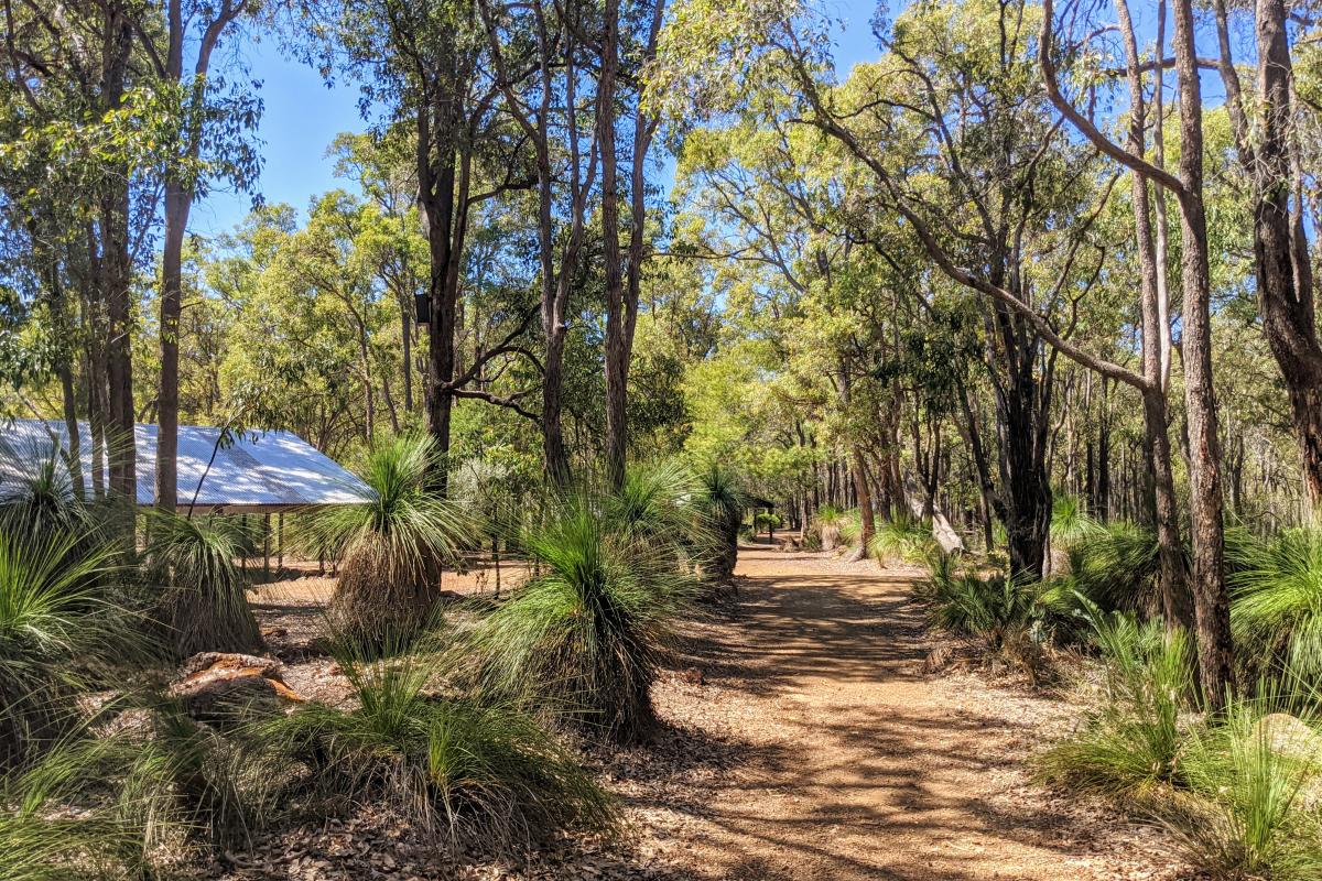 Jarrah marri forest at Perth Hills Discovery Centre Jarrah marri forest at Perth Hills Discovery Centre