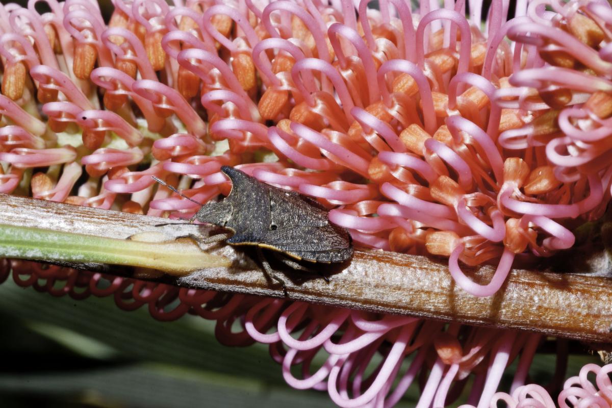 Shield bug on a pink bloom