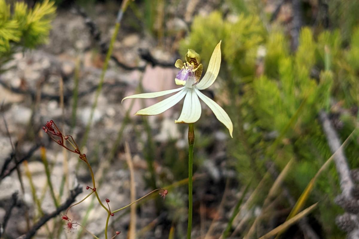 Leafless orchid in Stirling Range National Park
