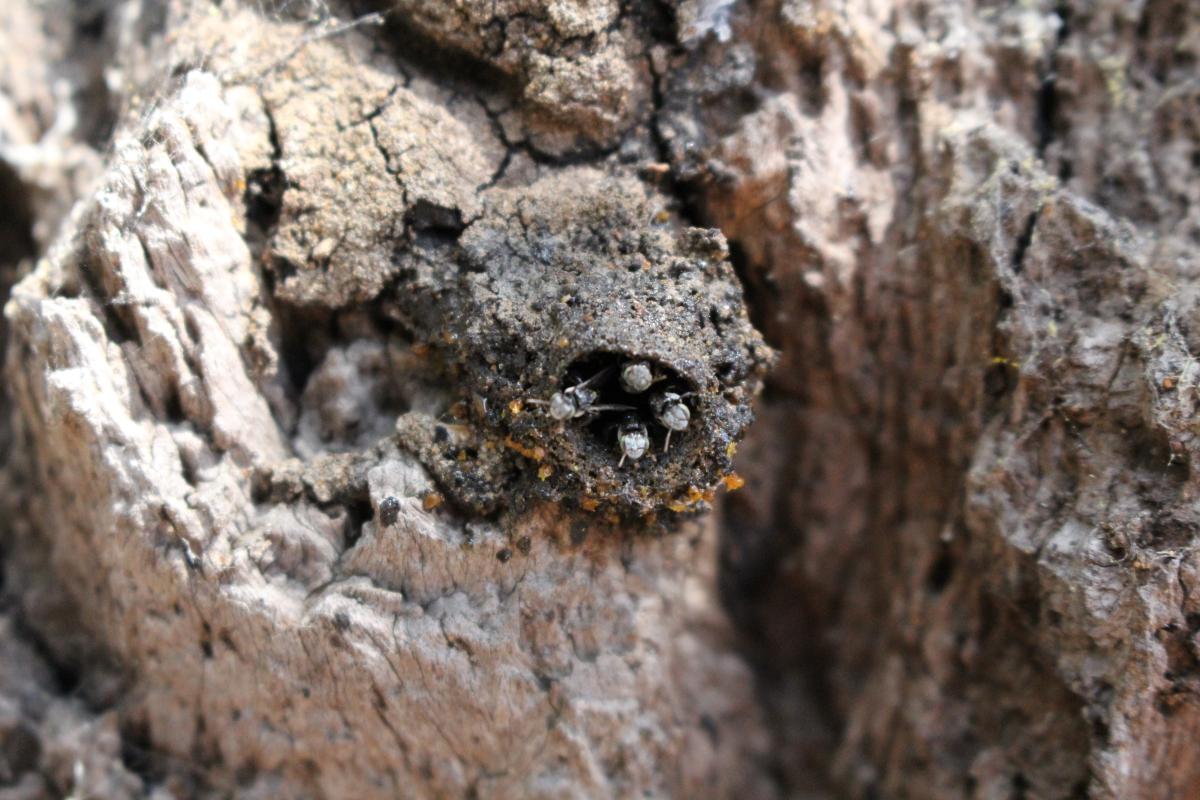 Sugar bag - Native bees Native bees know by the traditional owners as sugar bag