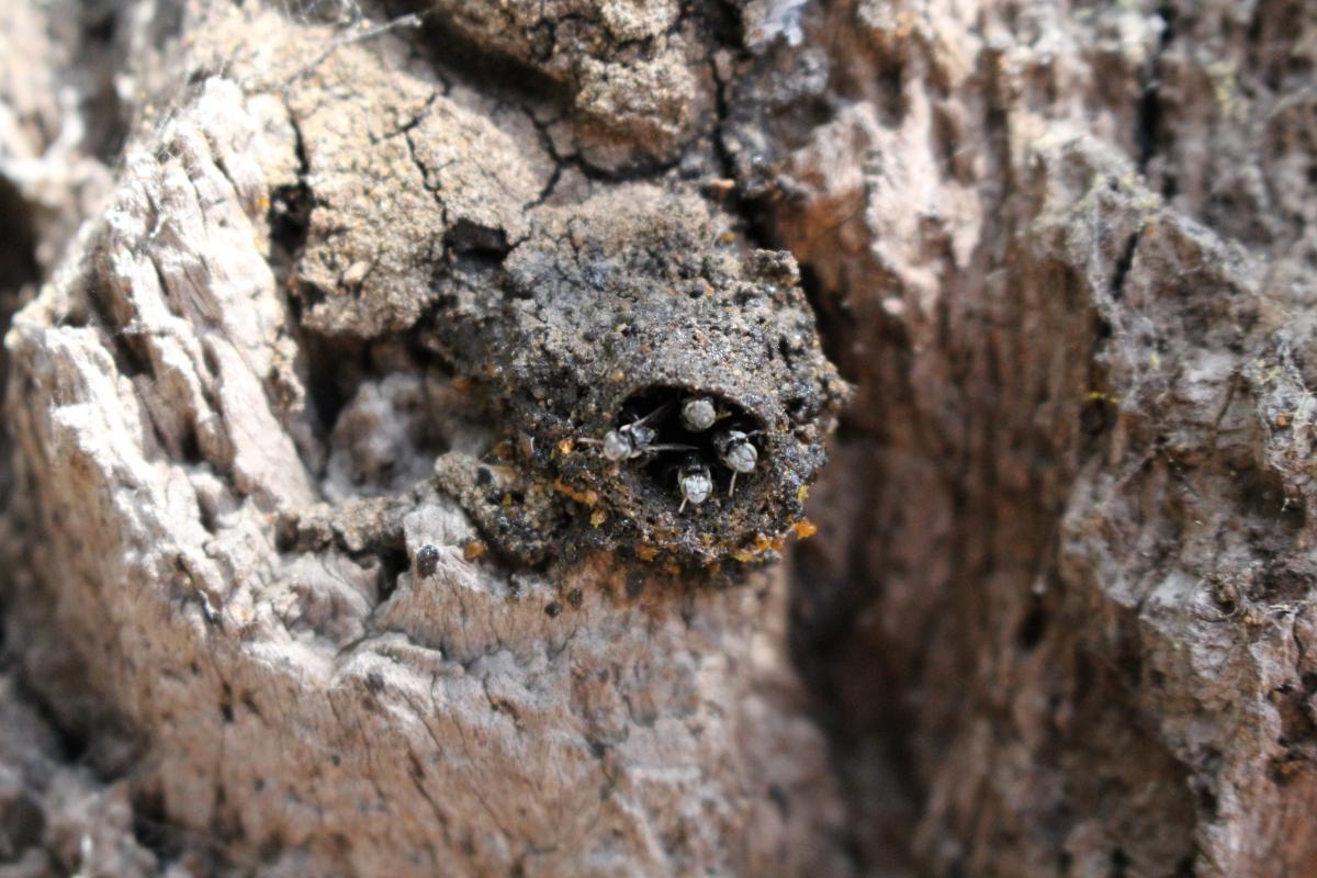 Native bees know by the traditional owners as sugar bag