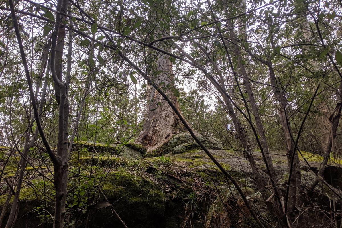 Tree-in-the-rock Tree-in-the-rock