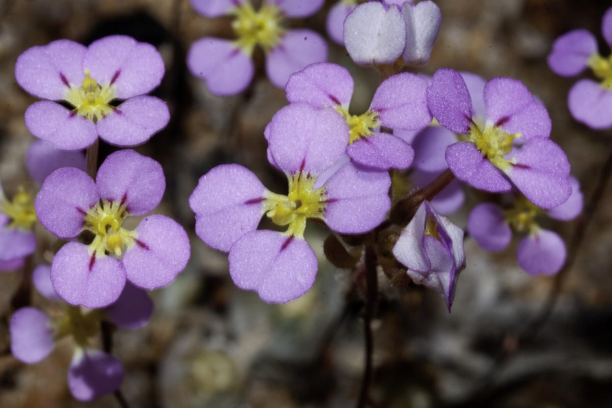 trigger bloom with lilac flowers