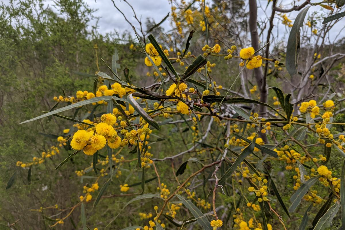 Bright yellow Wattle flowers