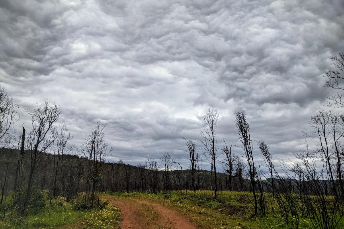 Cloudy sky over Walyunga National Park after the 2021 fire