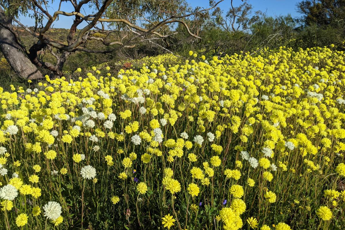 Wildflowers at Irwin Lookout