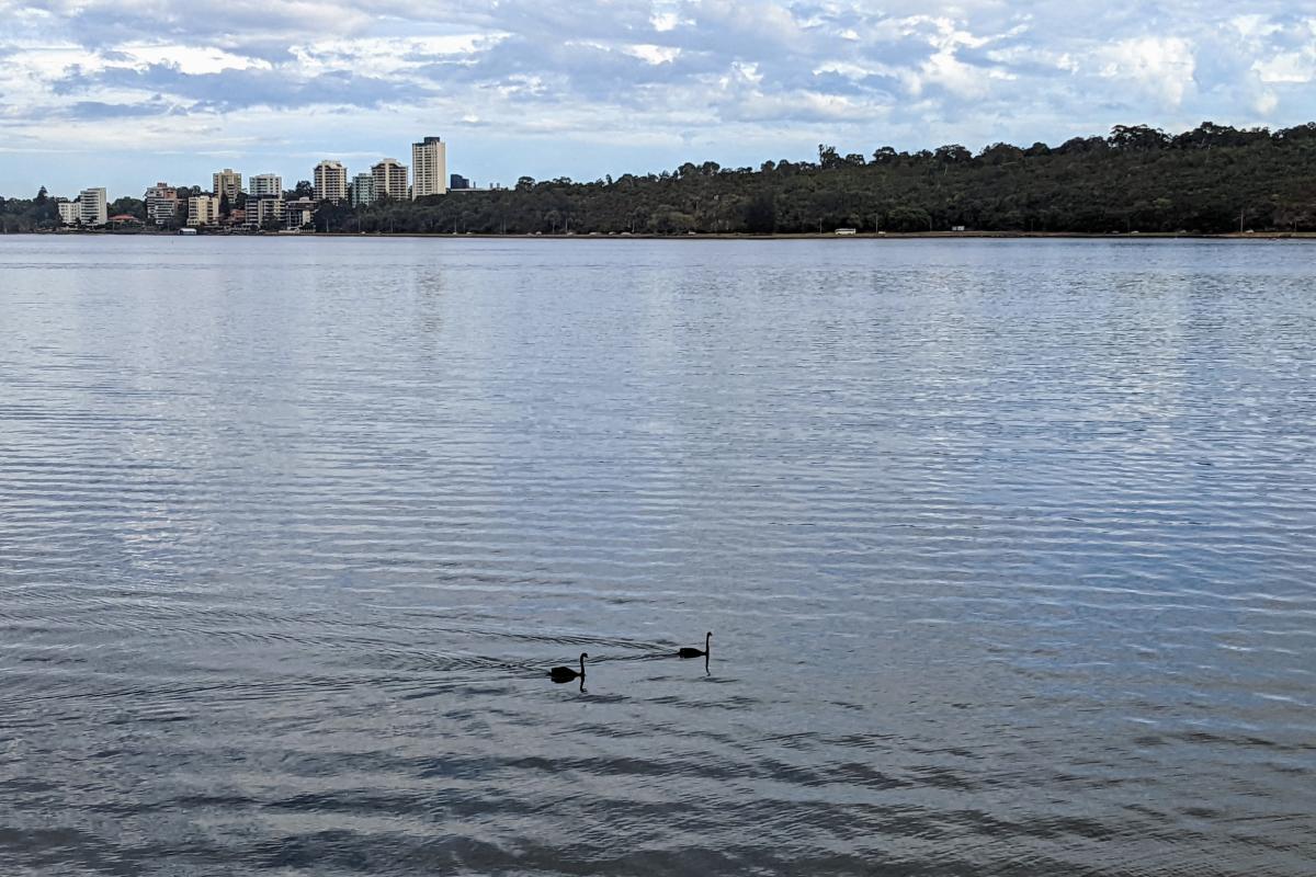 Swans on the Swan River