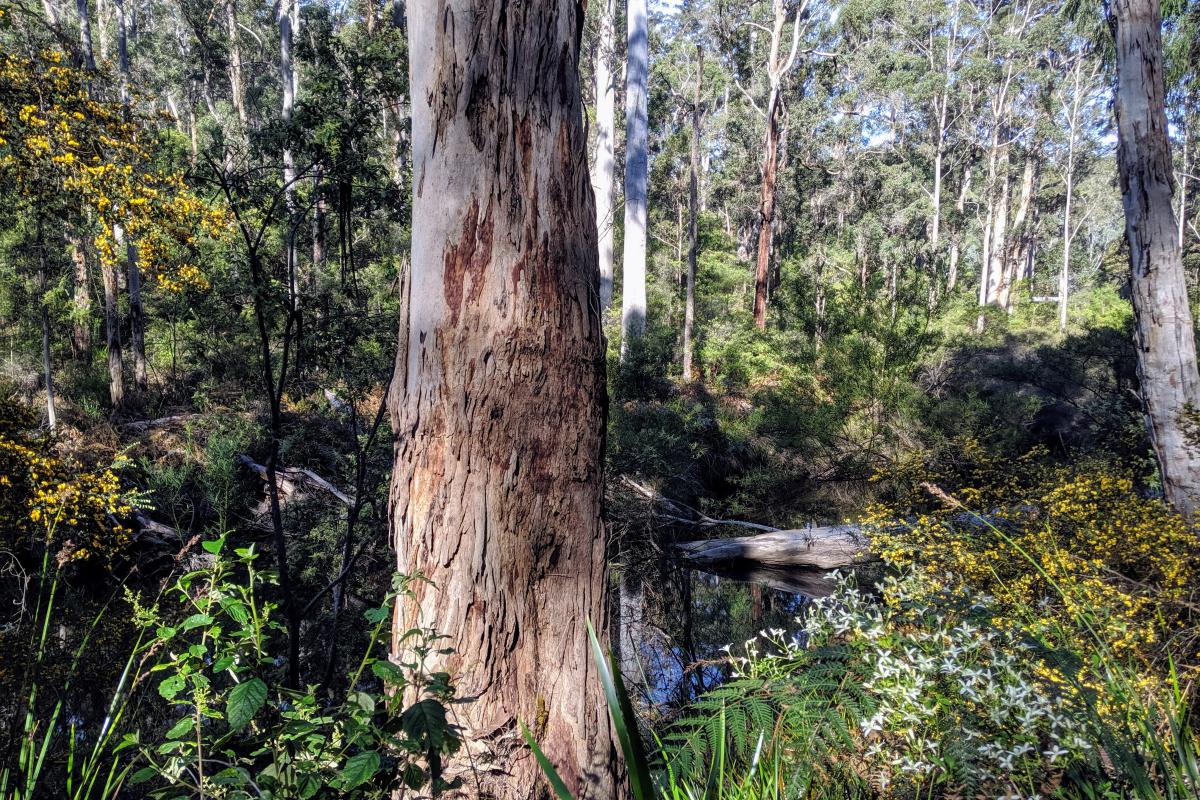 Karri forest near One Tree Bridge