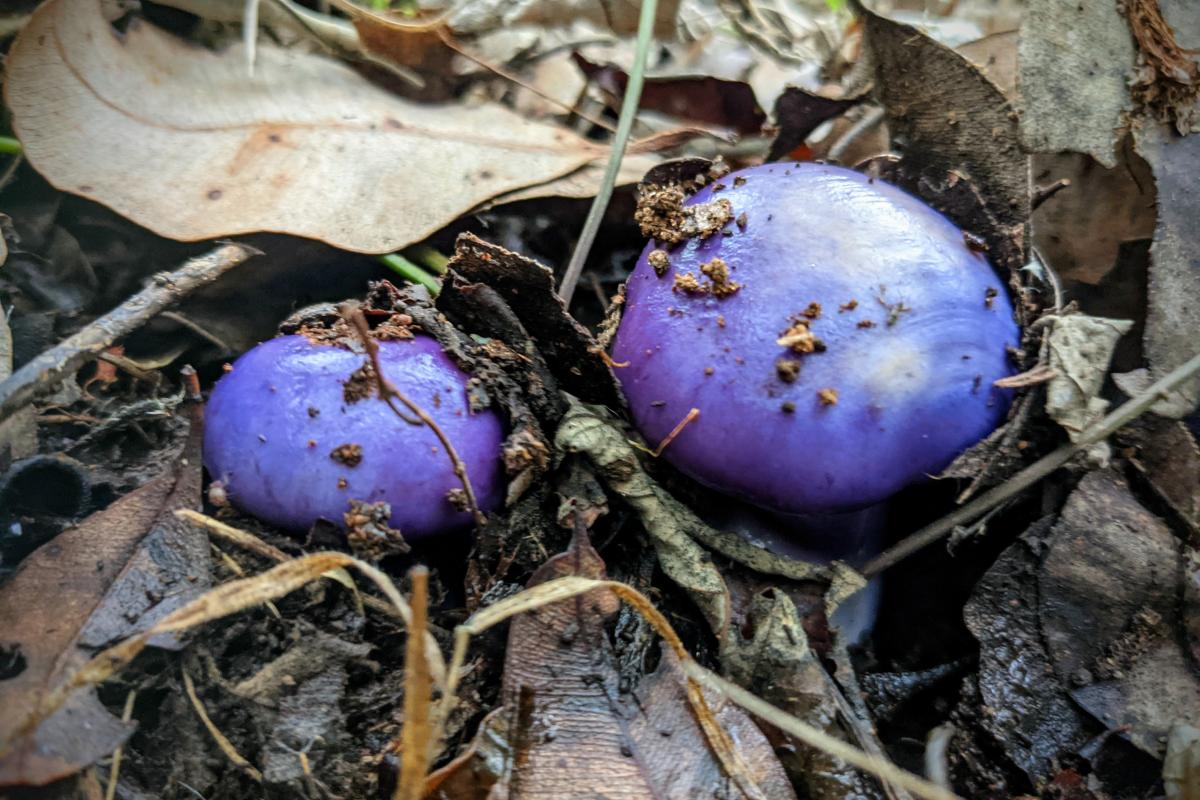 Forest fungi Forest fungi